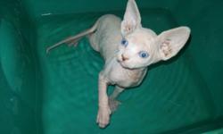 I have 2 RUSSIAN SPHYNX kittens. A male and a female left. Taking deposits at this time. Deposit is $250.00. I am asking $750 with out tica registry. With tica registry they will be $2100.00. Kittens will already be use to there baths, ear cleaning and