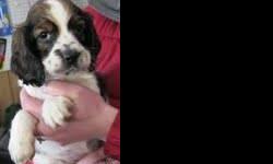 This is sparky he is a roly poly wonderful puppy that is a joy. He is a sable and has absolutely beautiful markings. He has been well socialized and is around children everyday. We raise our puppies in our home and they are around our five children and