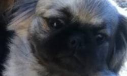 Female sable Pekingese born may 9,2012. She has been to the vets recently for her second shots, has her rabies shot and is wormed. She is paper trained. Price is neg to the right loving family who wants to take her home She is the last of 7 puppies.
This