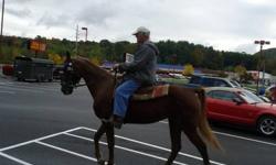 Saddlebred - Classy - Medium - Adult - Female - Horse
Classy is 12 yr old, 15+hh, chestnut Saddlebred mare, registered with papers. Her registered name is Desert?s Classy Girl She is well broke and trained, very responsive and side passes. Since she just