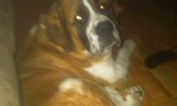 2 years old male Saint Bernard for stud. Asking 150 stud fee. He has great temperment, up to date on all shots, no health problems. He is dry mouth. He has a protective nature towards his family but is not aggressive. Would produce great pups.