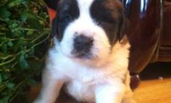 Brittany is a purebreed AKC puppy girl. She was born on September 21, 2012. Her colors are brown, black and white.
