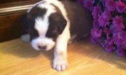 Coco is a pure breed Saint Bernard puppy born on September 21. His colors are brown, black and white.
