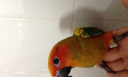 Price reduced
One Baby sun conure. Very friendly and tame. Loves human interaction. Will run to you as soon as you open and approach the cage.
$280 until Thursday. Great pet for anyone. He is not loud
Call email or text 347-336-5972. Pictures of actual
