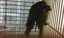 I HAVE SOME GREEN CHEEK CONURES AVAILABLE
1 PAINTED CONURE MALE $175.
1 NORMAL GREEN CHEEK FEMALE $125.
2 CINNAMON $175.EACH
CALL PEDRO 917-435-0232