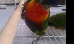 I am selling a baby rainbow Lorikeet. Currently
being hand fed asking price is $400.00.
Size: Rainbow Lorikeet grows to be about 30 centimeters (12 inches), tall and are very fast fliers.
Diet: Rainbow Lorikeets commonly eat nectars and pollen from