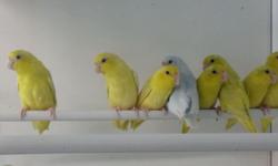 We have a great selection of parrotlets available now. Many colors and mutations to choose from young and breeders. Colors include green, blue, yellows, pieds, turquiose, dilute turquiose and fallows. Prices start at only 60 each for greens. Email