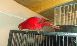I have one red lory remaining and I am lowering the price to $600. This is a beautiful bird and loves to interact with people as well as fly around. Lories require a special diet, which is available in all pet stores. They do learn to talk if you teach