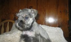 ACA registered mini schnauzer boys ,traditional salt & pepper coats
dew claws removed ,tails docked,
dewormed weekly & VET visted with health papers & first shots & recorded at vet.
Playpen kept for better socialization NOT crated makes a big