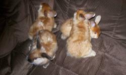 Baby bunnies ready to go! I have 4 Satin babies all brown @ $50 ea, I have 2 French babies a white and a black @ $35 ea, Angora rabbits require extra care and attention. Their fur is beautifully soft, without combing it will get matted very quick.
