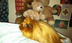 12/26/12/: 3 babies born, all Tortoiseshell White (red/black/white) long haired
12/12/12: EMAIL ME DIRECTLY: 1) You have a male guinea pig already and you are looking to adopt a 6 month old male
2) You have a female guinea pig and you are looking to adopt