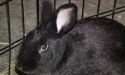 Satin - Petunia - Medium - Adult - Female - Rabbit
I'm poor little petunia. I was dumped by my owners into a neighbors barn. Fortunately they knew it wasn't safe for me so they brought me Lollypop:) I am a real sweetheart and I am spayed now too. The
