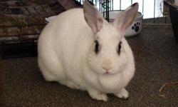 Satin - Tatiana - Large - Senior - Female - Rabbit
To meet this rabbit, please fill out an application online  or you may come in and fill one out in person. The approval process takes less than fifteen minutes if all your references are available at the