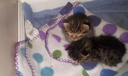 I have two kittens that are Savannah/Persian. One male and one Female. They were born on October 27th. Mother is an F7 Savannah and father is a Tiger Persian. They have lots beautiful spots and have medium hair length. More pictures to follow. They will