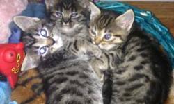 I have three Savannah Persain kittens. One female and two males. They were born on March 17th so they are 12 weeks and ready for new homes. They are all litter trained and very friendly. They have been exposed to little kids and dogs. They do not have