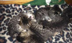 I have six babies born on 8-1. Mother is F6 purebred Savannah and Father is a pure bred tabby Persian. They will not be sold until they are eight weeks. I will accept a non refundable deposit of $50 to hold one. I have three boys and three girls. Serious