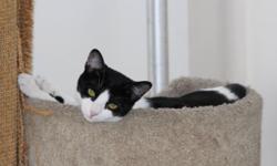 Scamp is very out-going and lovin. The female tuxedo is named Scamp, which fits her personality. When I rescued the kittens, she was acting as the mother to the 2 black siblings. They were more afraid. She had no fear and they followed her everywhere. If