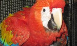 Scarlet Macaw babies, for sale from Miami. Call (786) 357-0376 for more information. Shipping available.