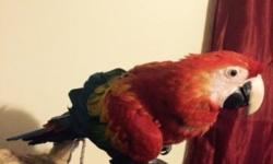 Gorgeous 5 and a half month old fully weaned Scarlet Macaw loves to fly and hang out on the coach with the family loves to bathe in the shower it knows a few words like hello I love you also knows how to laugh great around the family scarlet in great
