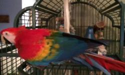 Jazz is an 11 year old female Scarlet Macaw. She is shy but loves to talk and laugh once she knows you. I hand raised her. She has a large cage and toys that will come with her. Any questions please email and request my phone number.