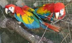 I have two very sweet and friendly baby macaws , they are hand fed very healthy birds .