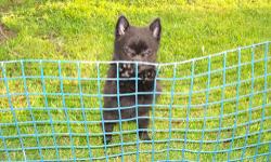 Beautiful Schippapom female puppy ready for her new forever home! She is so adorable. Mom is a purebred Schipperke and dad is a purebred Pomeranian. Wormed and first shot. email or call for more information....thankyou