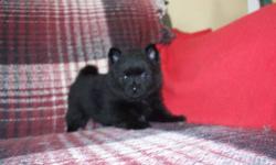 I have a beautiful male Schippapom puppy. ( Half Schipperke, Half Pomeranian) Sweet, loveable and playful! Ready for his forever home March 6th. Raised in our home with lots of love. He has been wormed and will have his first shot. He should be