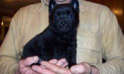 I have 3 gorgeous Schipperke puppies available for their forever homes now! I have 2 females and one male. Sweet and playful. Raised in my home with lots of love....Wormed and first shot. Purebred, tails not docked. No papers go with. Both parents are