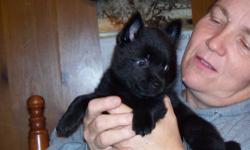 I have a gorgeous male schipperke puppy who is ready for his for his forever home. He is smart as can be and loves to play...He has been wormed and has his first shot....