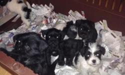 I am expecting a litter of toy and large toy size Schnau Tzu puppies the end of September. Mom is an AKC sable toy shih Tzu and Dad is a AKC large toy white chocolate schnauzer. Puppies will be non shedding and hypoallergenic. They will come vet checked