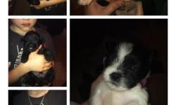 6 schnau tzu puppies. Hypoallergenic and nonshedding! Ready to go May 18th! Free delivery in NY possibly surrounding areas just ask :) mom is a sable shih tzu dad is a white chocolate toy schnauzer. A deposit will hold the puppy of your choice until he or