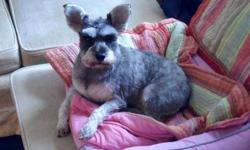 Schnauzer - Devlin - Small - Adult - Female - Dog
Devlin is a 3 year old Miniature Schnauzer who weighs approximately 12 pounds and is a little lovebug and small children are scary. She enjoys other dogs, cats, and people although she favors women a bit