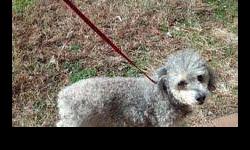 Schnauzer - Hoover - Small - Adult - Male - Dog
Meet Hoover, a 6 year old Schnoodle! Hoover is very sweet little guy who is good with kids, cats, and other dogs
This dog will only be available to be seen by pre-approved applicants by appointment starting
