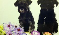 Schnauzer minis...ready April 1,2014.,,,1 f s/p also , was. Pick if litter.16weeks..great dispositions.doing wonderful with the potty training......champion lined.sires have been genectically profiled.s/ p,,blacks,...breeder since 1972,.This breed are