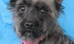 Schnauzer - Shelly Schnauzer - Small - Senior - Female - Dog
I Would Be Your BFF!
Shelly was born about August 12, 2003 and weighs about 17 lbs. She looks very much like a Schnauzer but there is some curl to her fur so we guessed Poodle. She has been