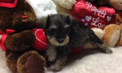 Schnauzer minis,champion lines,genetically profiled,( black ,females) s/p, black/ silvers, males/ females, exsquiste looking babies. Low key disposition,loving and cuddly ,breeder or 27 years,black girls ready to go now ,other litter ready Jan 15-20