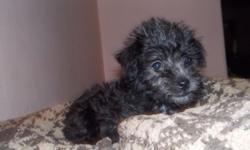 adorable 8 week female all black first generation schnoodle father toy schnauzer mother mini poodle she will be smaller maybe 8-10lbs adult.
tails docked dew claws removed weekly dewormed & what a spunky monkey!!
Vet health CERTIFICATE IN ORDER WITH FIRST