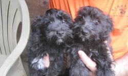 I have 2 male SCHNOODLE puppies that are ready for their new homes. They have had their first set shots, regular worming, and CKC Rrgistration. The boys are black and NON-SHEDDING, great for people with allergies. The boys should mature to about 9lbs. The