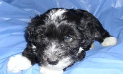 We have 3 beautiful male schnoodle puppies looking for loving homes. They have had their first shots, tails docked, dewclaws removed, and their worming is up to date.