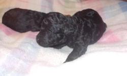 1st generation schnoodles one of the highest sought hybred. Fully hypo allergenic non shedding highly intelligent. puppies have tail dock, dew claw removed are weekly dewormed,strictly in the house raised.
puppies will be ready 2nd week October ta 8 weeks