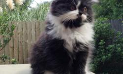 Loretta, Born July 1, is available NOW!
What a beauty too!!!
VERY RARE Black and White, medium length VERY soft CFA Champion Bloodline Scottish Fold Female. VERY TIGHT FOLD!
Loretta is bell trained-YES! She comes to you when you ring her jingles!
We train