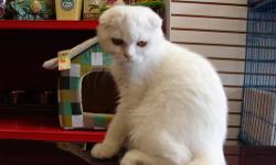 We have absolutely wonderful scottish fold kitten,very rear white color,10 weeks old,very good personality,smart,playful,good w children and all family.Please contact at 718-930-4348.