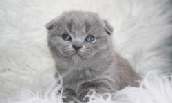 We have a new litter of Scottish Fold kittens.
They was born 03. 02. 14.
Please contact for more info.