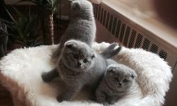 Gorgeous Scottish Fold / Straight kittens for sale.
Kittens have already been taught to use the toilet.
Their fur is gray-blue in color and is short, dense, and, very soft.
Scottish cats have a balanced character: they are very playful and are attached to