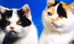 Beautiful Scottish Fold kittens for sale out of the most famous scottish folds in the history of the breed.
Pre-spayed and neutered.
No breeding allowed.
Your new baby arrives in your home spoiled, all her or his shots..ready to join the family.
Homes are