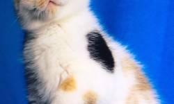 SCOTTISH FOLD STRAIGHT EARED CALICO!
No breeding available-
I am a great companion.
Love to play, I'll be ready in a week
I'm bred like a racehorse.
My family are the most famous breeders of scottish folds in the world!
If you like me now?
Wait till you