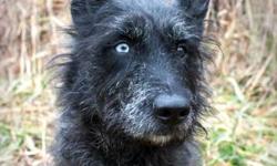 Scottish Terrier Scottie - Rocky - Medium - Young - Male - Dog
This handsome guy will melt your heart. He is Mr. Personality and loves the attention of people. His one baby blue eye draws people in and no one can help but smile.
To meet this dog, please