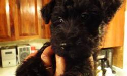 Adorable, well behaved, energetic Scottish terrier/poodle and puppies for sale to a good home.There are 6 puppies in the litter and the litter contains of three Males 2 all black one black/brown. Two females one white and one black born august 8,2012. All