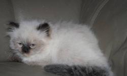 Male seal point himalayan kitten ready for his forever home. He is 8 weeks old, has been vaccinated and has a health certification. His parents are on site. He is litter box trained and eating solid food. Complete lap cat, very sweet and loving