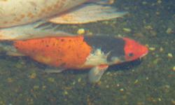 Select Imported Koi
6" - 22" starting at $20
(Orange fish in pic 2 is sold)
Also pond plants
Iris - yellow
Spider Lilly - white
Taro
Misc.
Grow very well in ground or pond.
Free Rx Discount Card with purchase.
Up to 85% savings on prescriptions. MRI, cat